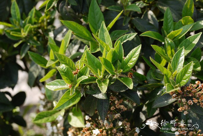 “伊夫普莱斯”地中海荚蒾Viburnum tinus 'Eve Price'