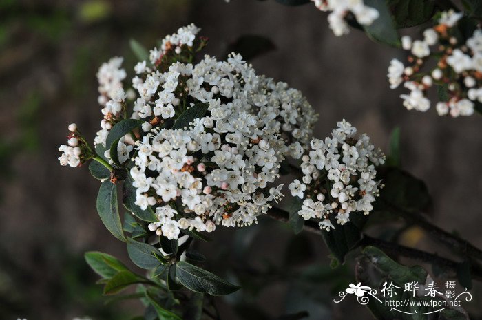 “紫叶”地中海荚蒾Viburnum tinus 'Purpreeum'