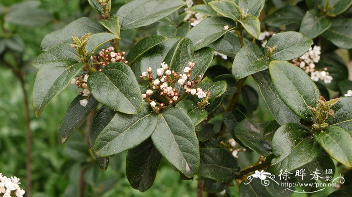 “紫叶”地中海荚蒾Viburnum tinus 'Purpreeum'