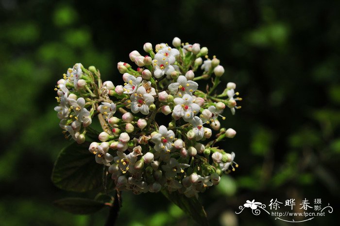 烟管荚蒾Viburnum utile