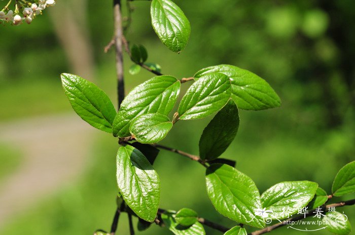 烟管荚蒾Viburnum utile