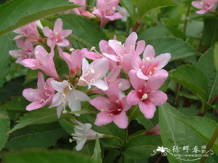 海仙花Weigela coraeensis