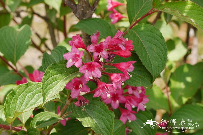 海仙花Weigela coraeensis