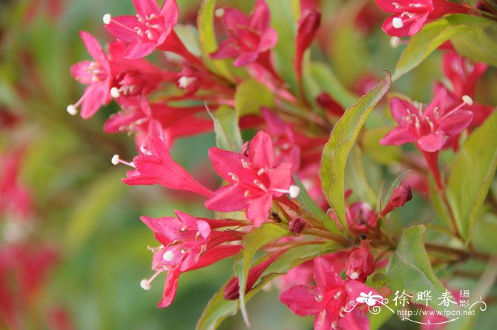 红王子锦带Weigela florida ‘Red Prince’