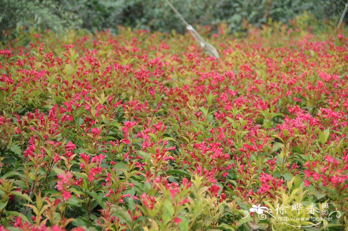 红王子锦带Weigela florida ‘Red Prince’