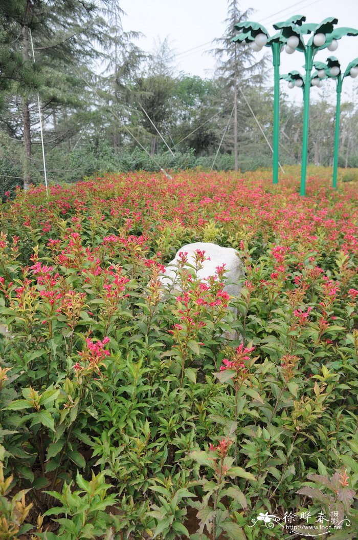 红王子锦带Weigela florida ‘Red Prince’