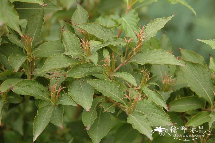 红王子锦带Weigela florida ‘Red Prince’