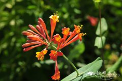 垂红忍冬Lonicera × brownii ‘Dropmore Scarlet’