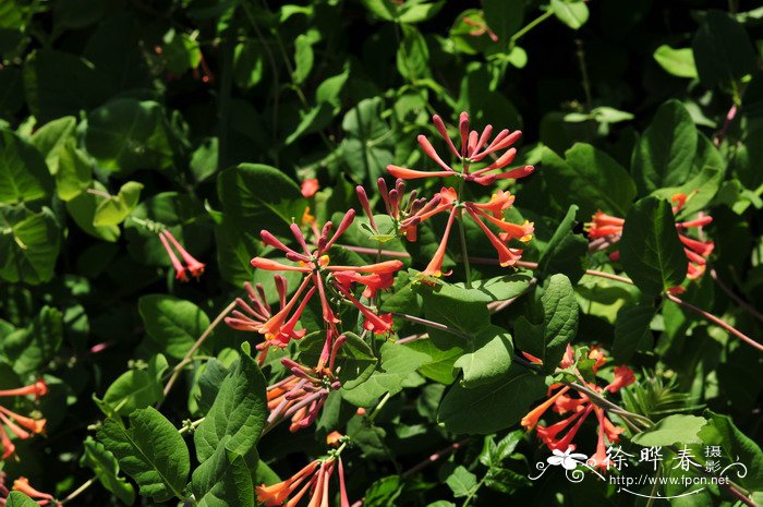 垂红忍冬Lonicera × brownii ‘Dropmore Scarlet’