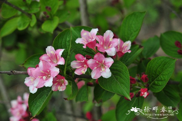 花叶锦带Weigela florida‘Variegata’