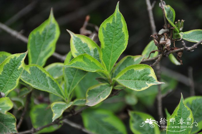 花叶锦带Weigela florida‘Variegata’