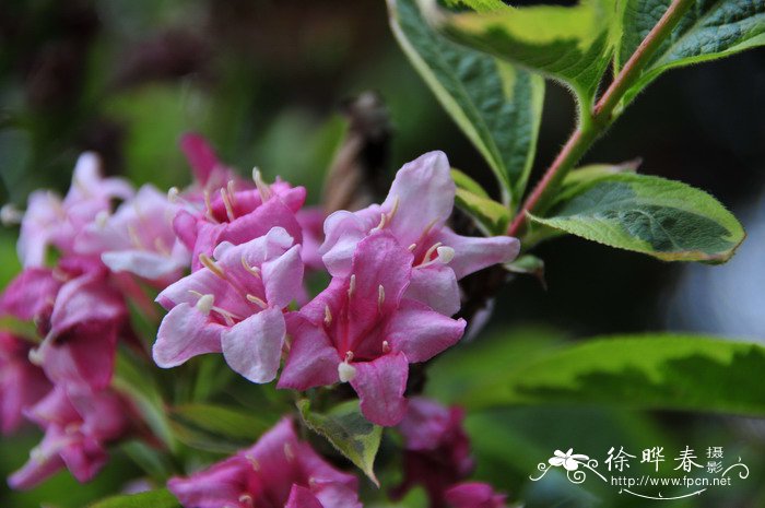 花叶锦带Weigela florida‘Variegata’