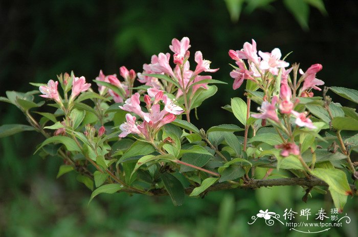 锦带花Weigela florida