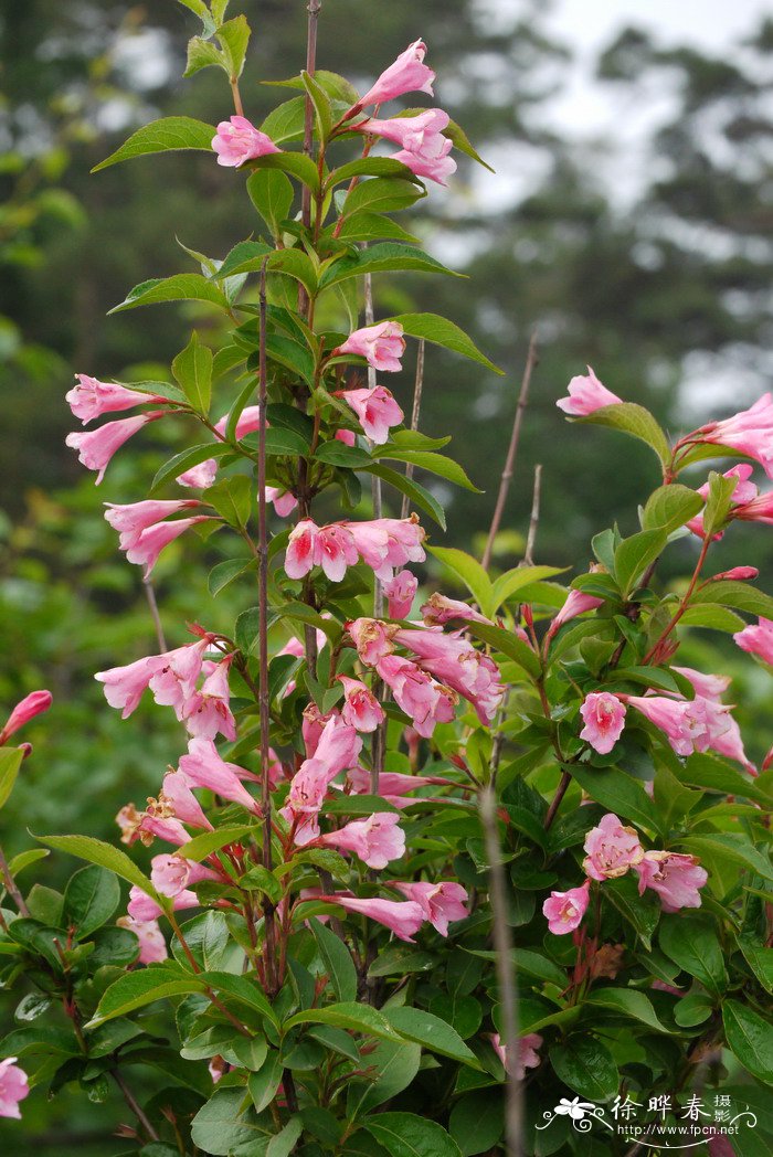 锦带花Weigela florida