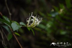 华南忍冬Lonicera confusa