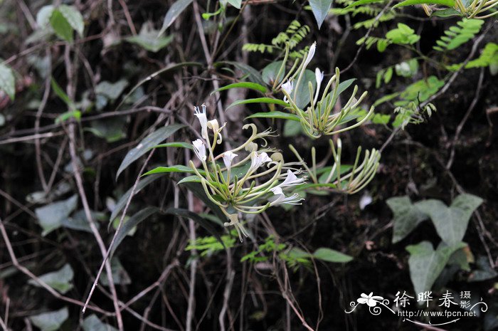 华南忍冬Lonicera confusa