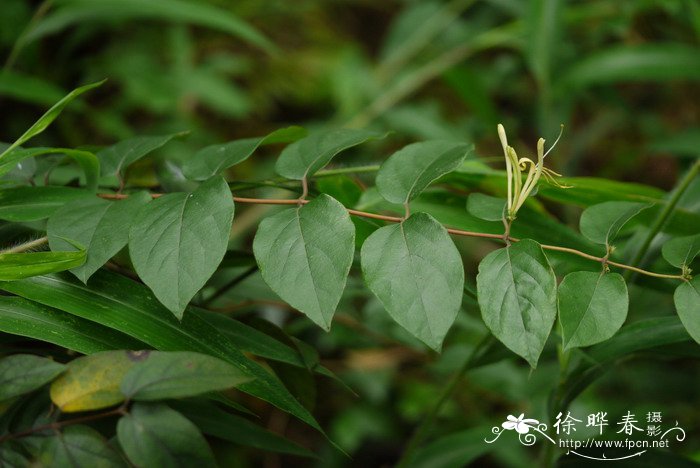 华南忍冬Lonicera confusa