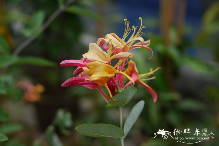 京红久忍冬Lonicera heckrottii