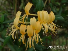 金银花Lonicera japonica