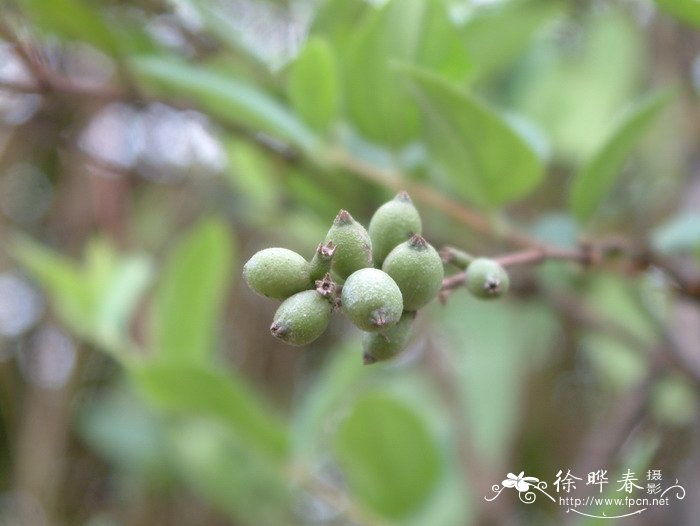 金银花Lonicera japonica