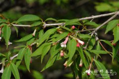 六道木Abelia biflora