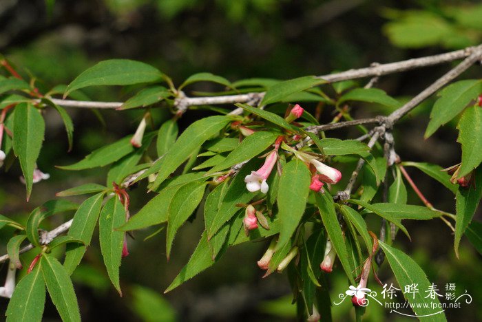 六道木Abelia biflora