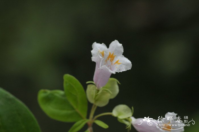 云南双盾木Dipelta yunnanensis