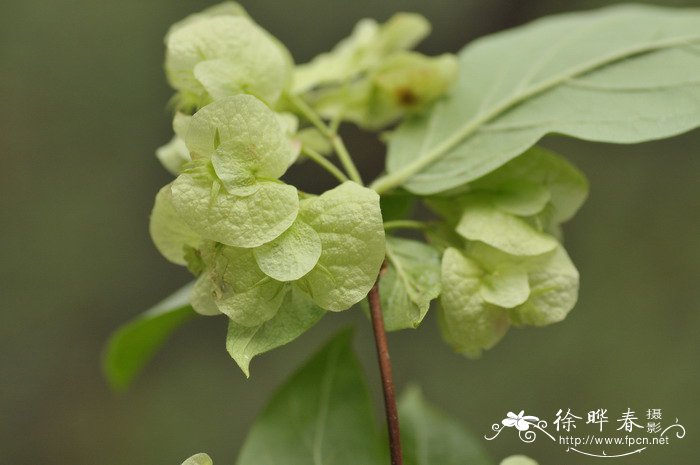 云南双盾木Dipelta yunnanensis