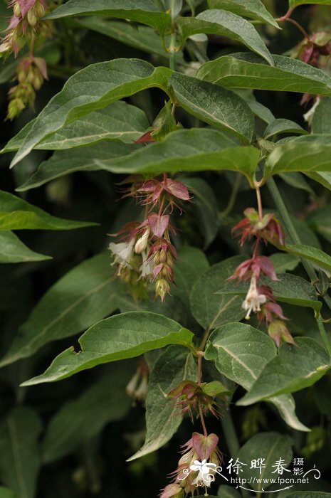 鬼吹箫Leycesteria formosa