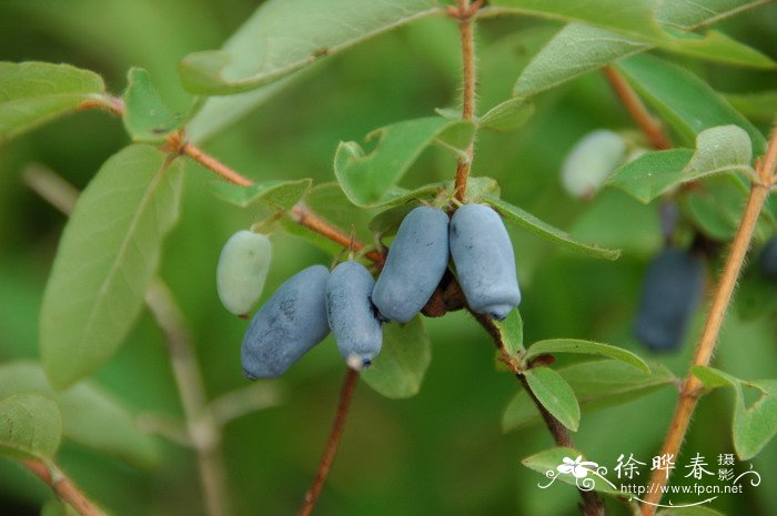 蓝靛果Lonicera caerulea var. edulis