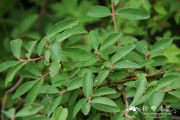 蓝靛果Lonicera caerulea var. edulis