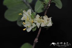 刚毛忍冬Lonicera hispida