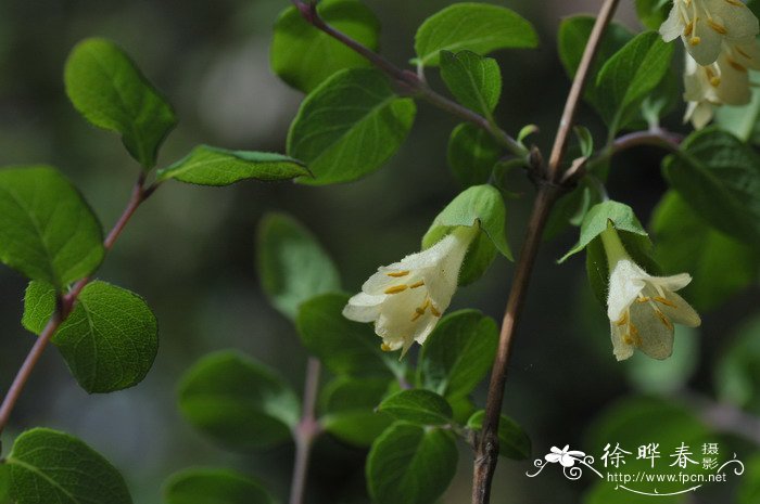刚毛忍冬Lonicera hispida