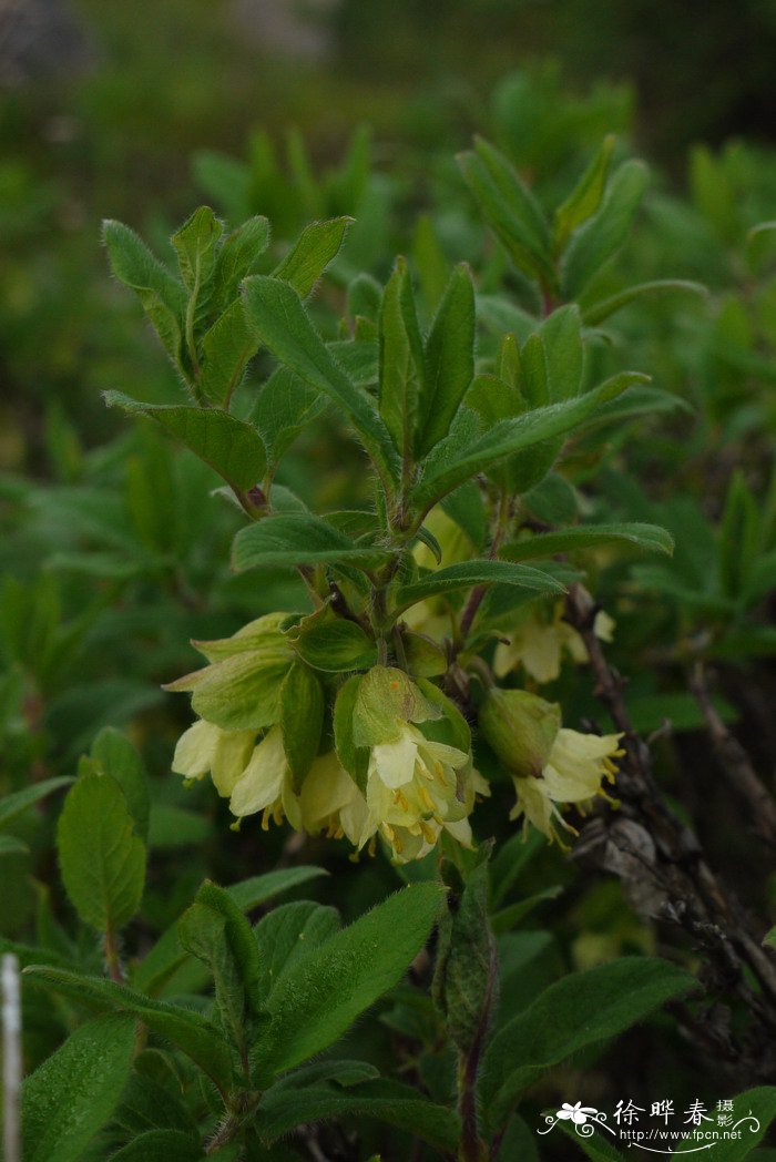刚毛忍冬Lonicera hispida