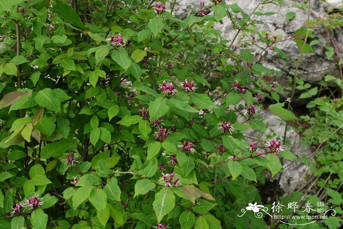 红脉忍冬Lonicera nervosa