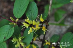 凹叶忍冬Lonicera retusa