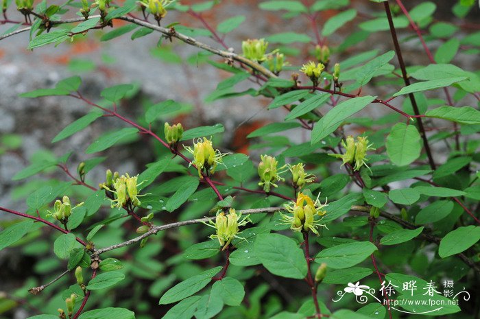 凹叶忍冬Lonicera retusa