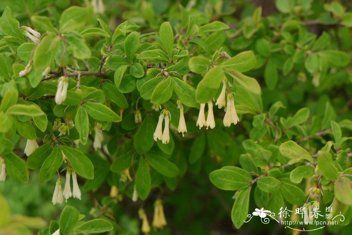 唐古特忍冬Lonicera tangutica