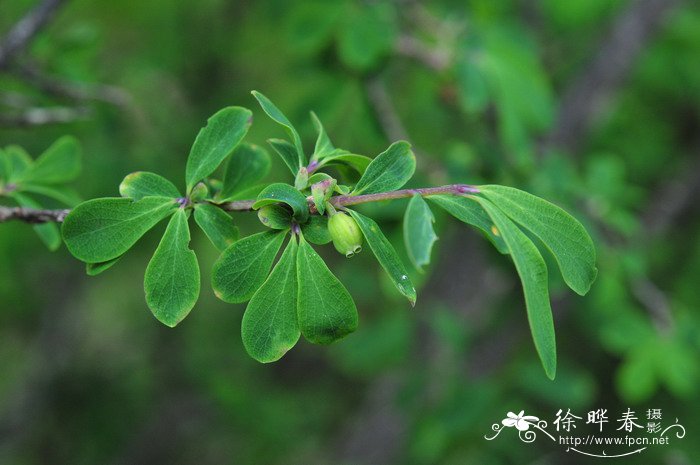 唐古特忍冬Lonicera tangutica