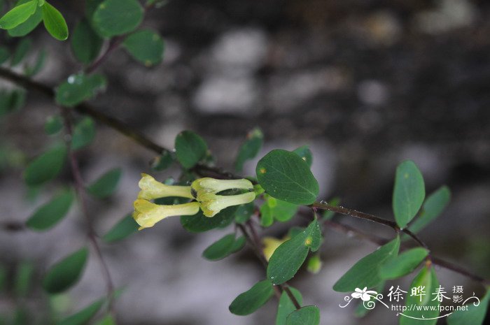 唐古特忍冬Lonicera tangutica