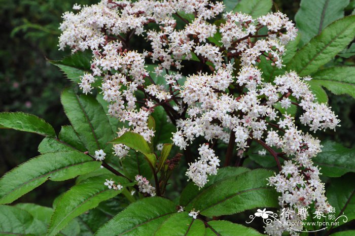 血满草Sambucus adnata 血满草Sambucus adnata