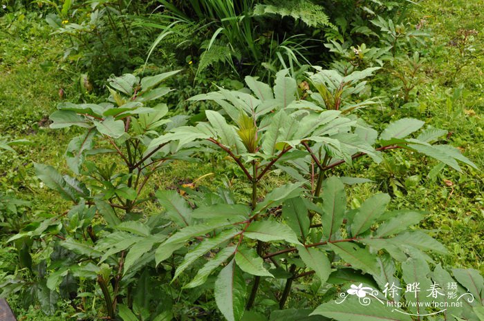 血满草Sambucus adnata 血满草Sambucus adnata