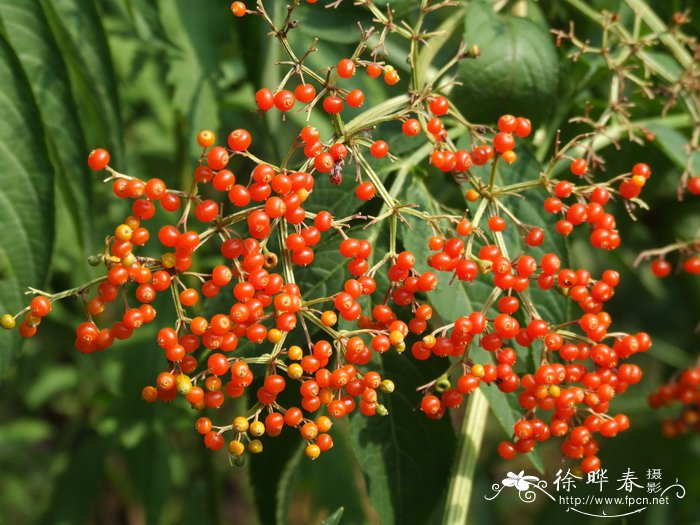 接骨草Sambucus javanica