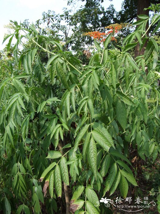 接骨草Sambucus javanica