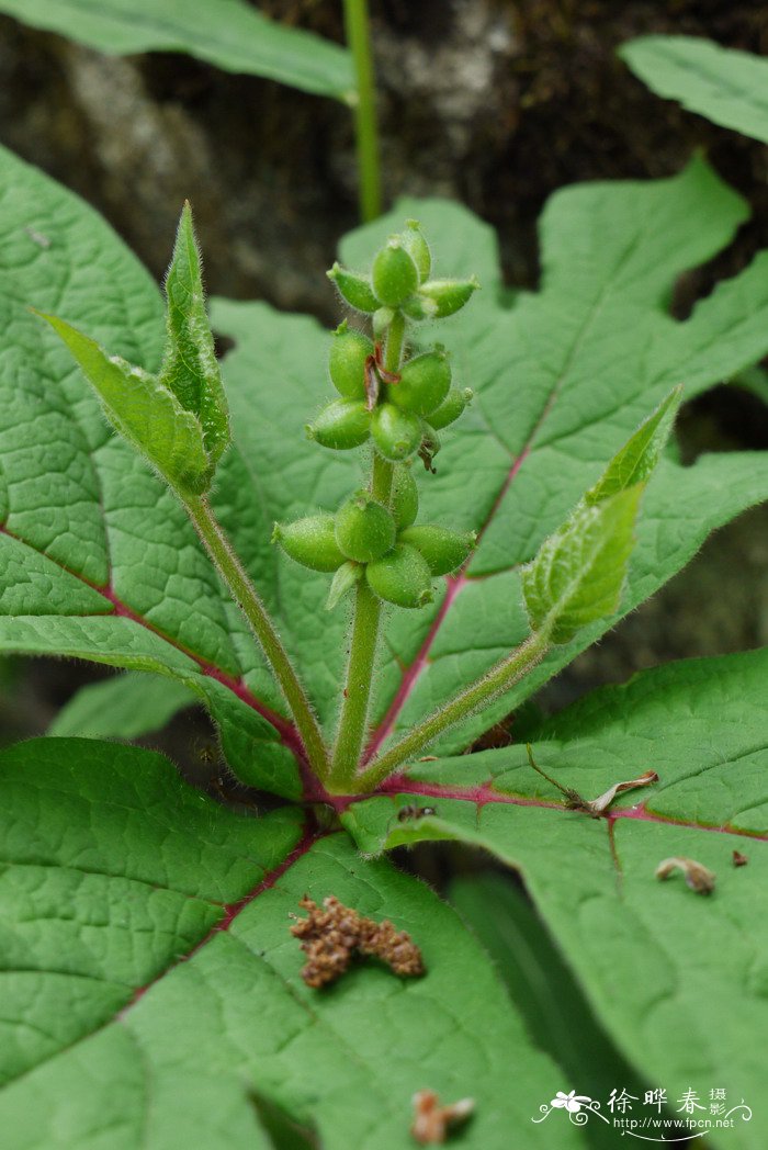 莛子藨Triosteum pinnatifidum