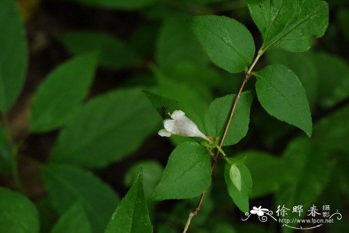 短枝六道木Abelia engleriana