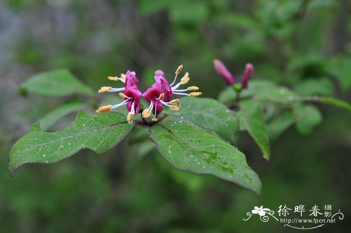 红脉忍冬Lonicera nervosa