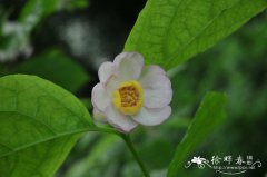 夏蜡梅Calycanthus chinensis