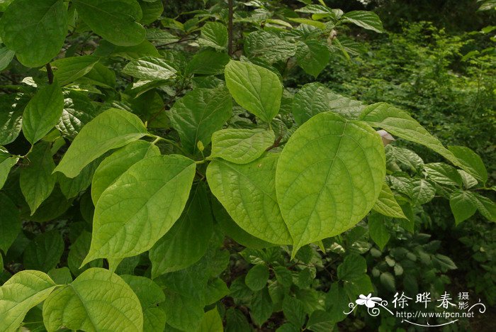 夏蜡梅Calycanthus chinensis