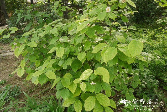 夏蜡梅Calycanthus chinensis